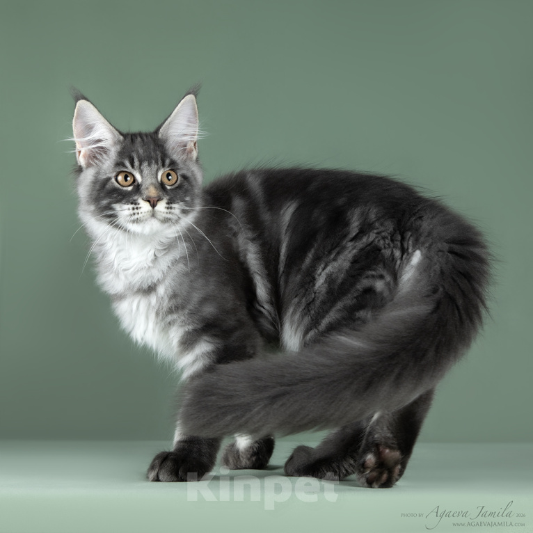 Кошки в Видном: Котенок мейн-кун - настоящее чудо с кисточками! Мальчик, 50 000 руб. - фото 10