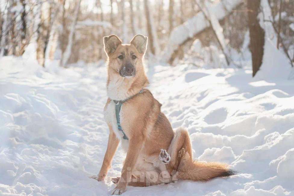 Собаки в Москве: Шарки ищет дом Девочка, Бесплатно - фото 6