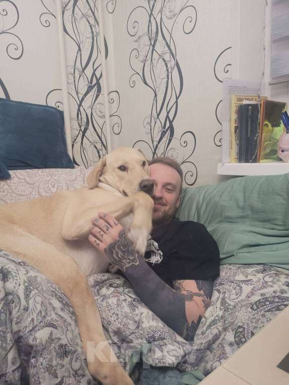 Собаки в Королеве: Пес в добрые руки Мальчик, Бесплатно - фото 8