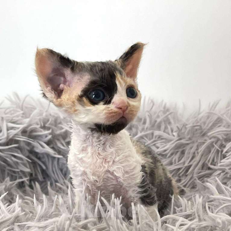 Кошки в Новосибирске: Девон Рекс, котята Девочка, 124 000 руб. - фото 1