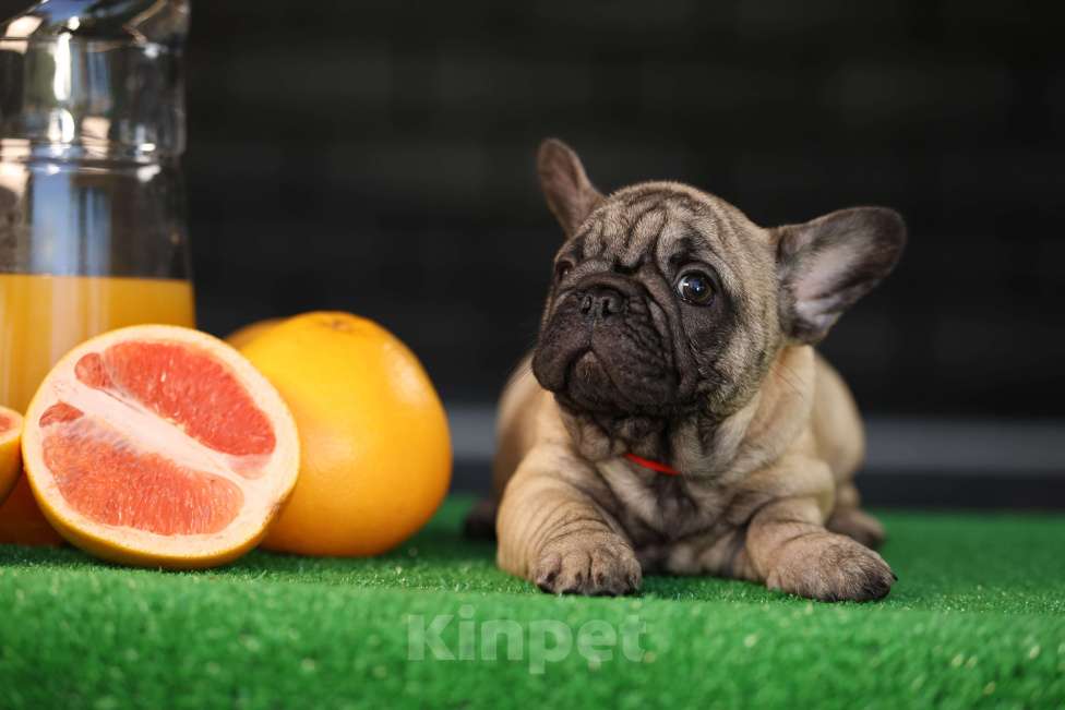 Собаки в Москве: Щенок французского бульдога  Девочка, 50 000 руб. - фото 8