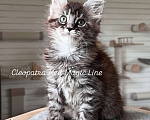 Кошки в Наро-Фоминске: Cleopatra. Female. MCO ns23 born June 14.2025 Девочка, 10 000 руб. - фото 3