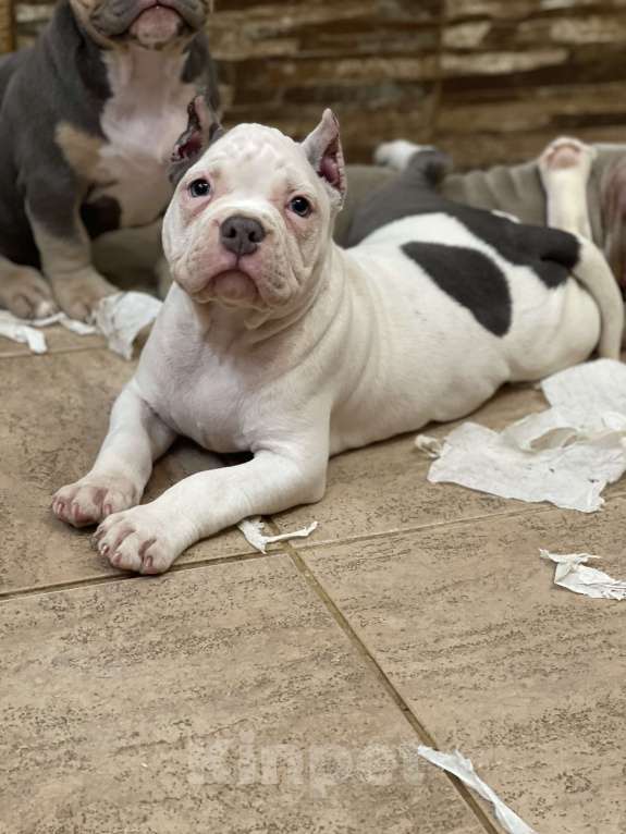 Собаки в Санкт-Петербурге: Красивый малыш Мальчик, Бесплатно - фото 3