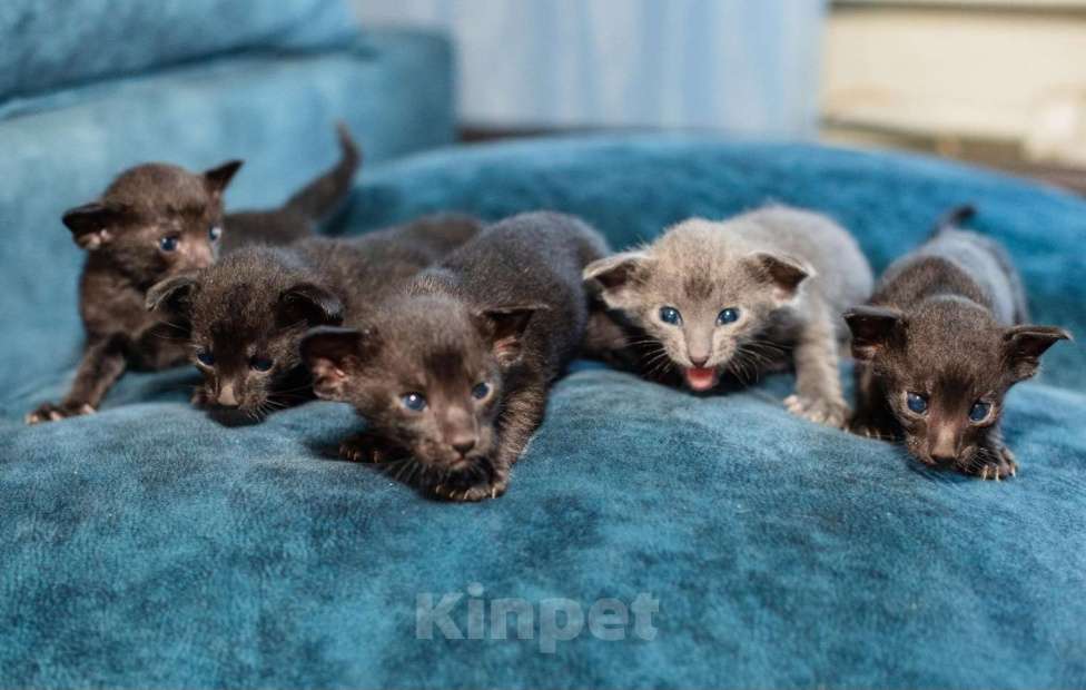 Кошки в Ростове-на-Дону: Ориентальная кошечка ищет новую семью, заботливых и любящих родителей. Окрас дымчатая голубая Девочка, 29 000 руб. - фото 2