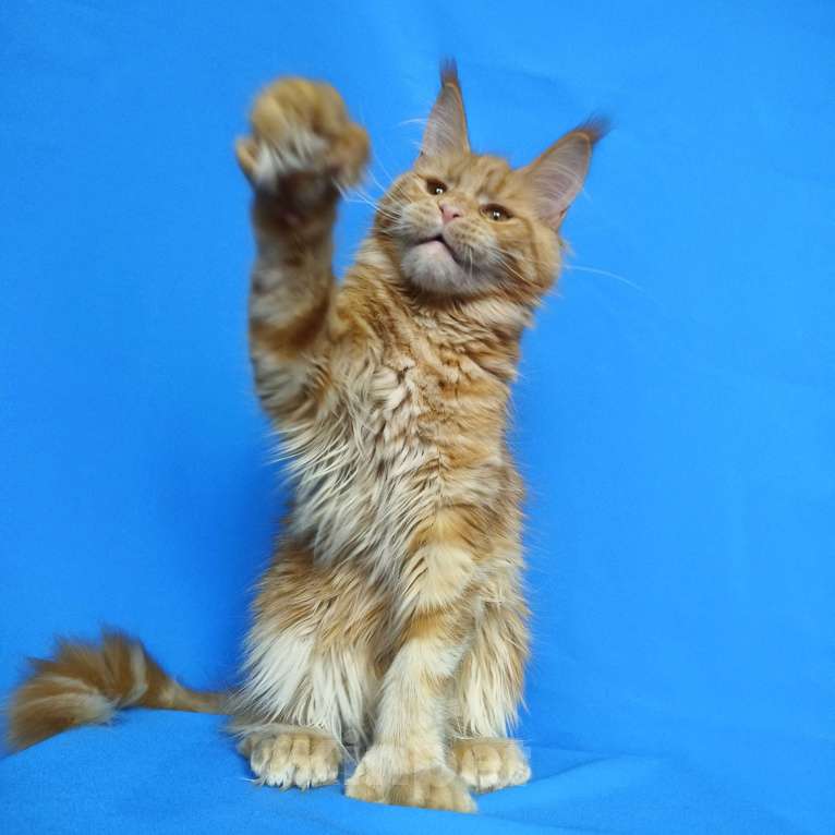 Кошки в Москве: Котёнок Мейн-Кун полидакт Девочка Девочка, 70 000 руб. - фото 7