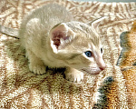Кошки в Котельнике: Котята Ориенталы Девочка, 20 000 руб. - фото 3