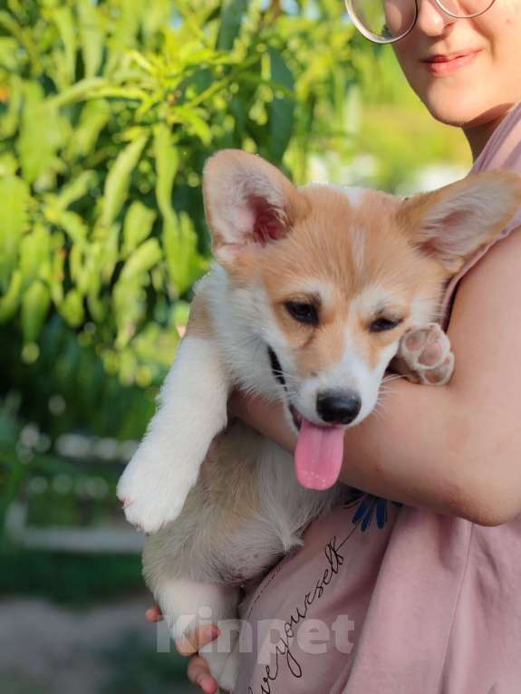 Собаки в Симферополе: Девочка корги Девочка, 60 000 руб. - фото 3