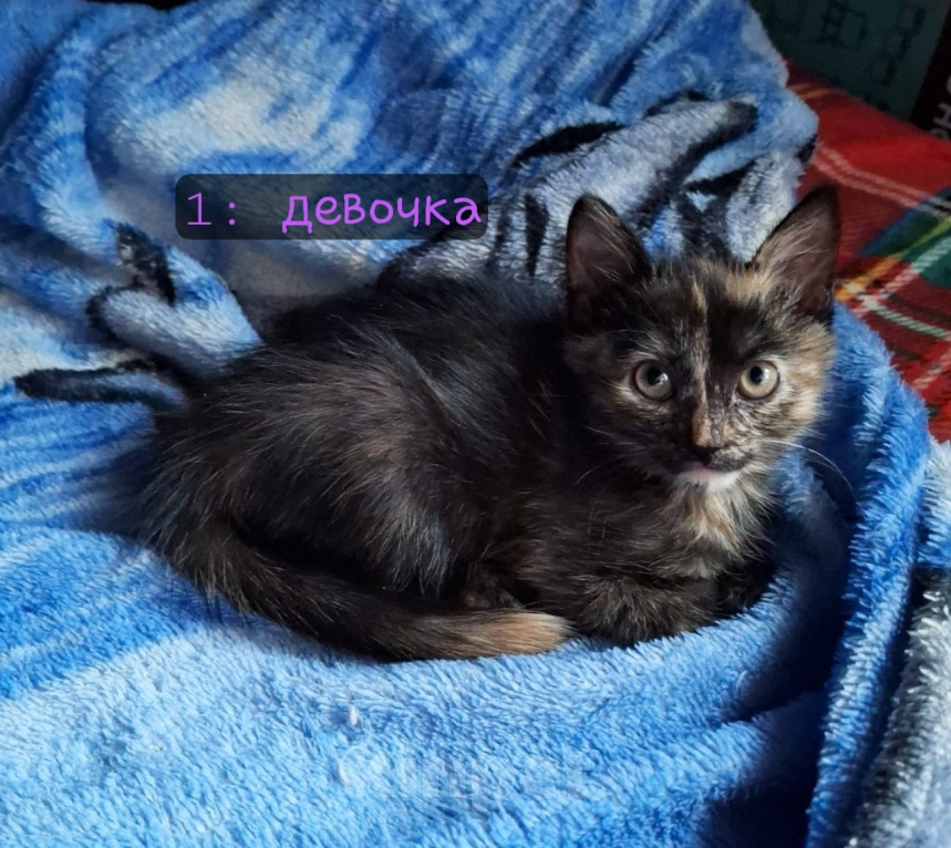 Кошки в Липецке: Отдам в добрые руки красивых котят!) Мальчик, Бесплатно - фото 5