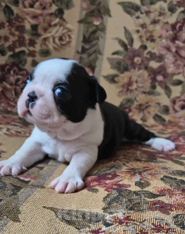 Собаки в Москве: Щенок бостон терьера девушка  Девочка, Бесплатно - фото 2