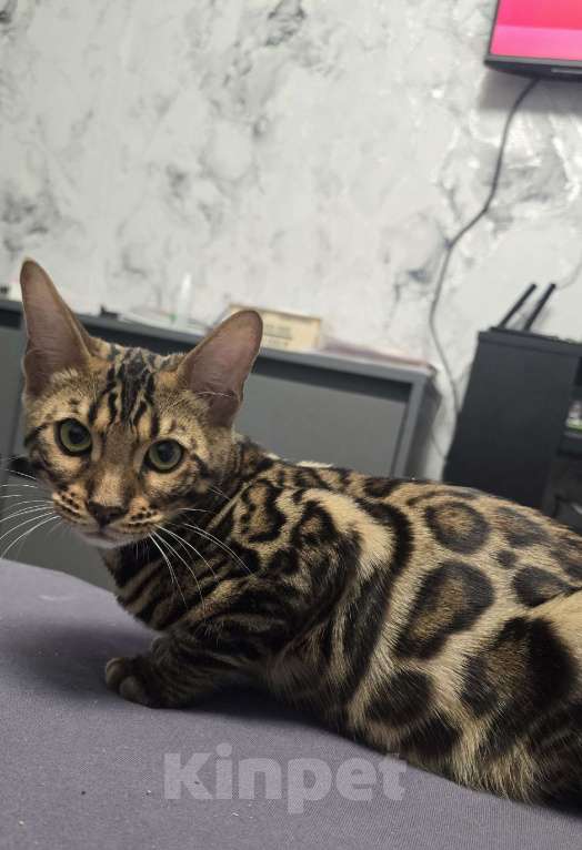 Кошки в Ростове-на-Дону: Бенгал в поиске мамы и папы Девочка, 60 000 руб. - фото 10