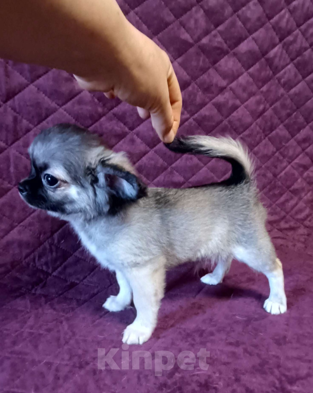 Собаки в Москве: Красавчик соболек  Мальчик, 50 000 руб. - фото 5