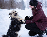 Собаки в Москве: Маленький пёсик в дар Мальчик, Бесплатно - фото 6