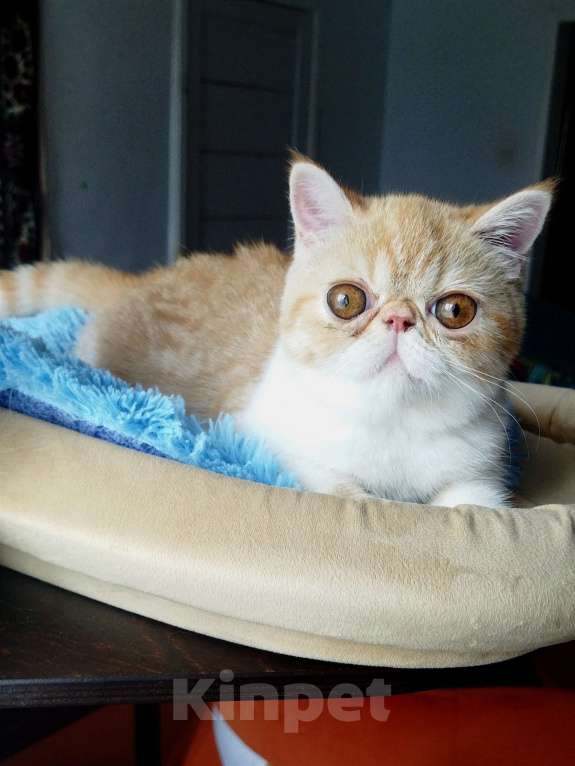 Кошки в Санкт-Петербурге: Экзотическая радость Девочка, 30 000 руб. - фото 3