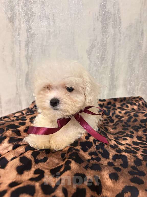 Собаки в Москве: Мальтипу микро Девочка, 55 000 руб. - фото 3