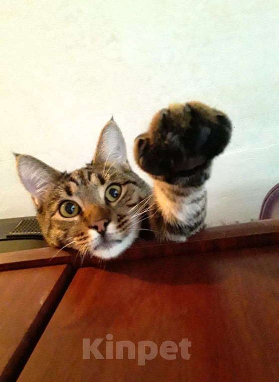 Кошки в Москве: Котик Мышь ищет дом! Мальчик, Бесплатно - фото 4