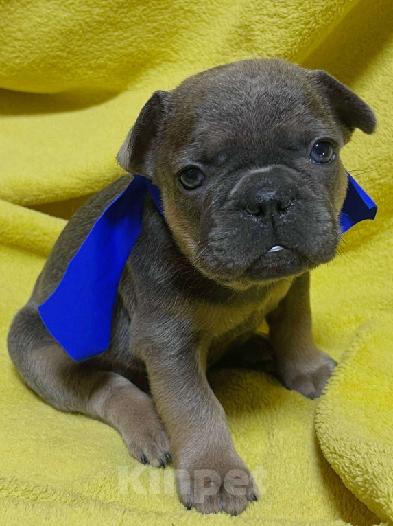 Собаки в Нижнем Новгороде: 6 щенков французского бульдога Мальчик, 30 000 руб. - фото 1