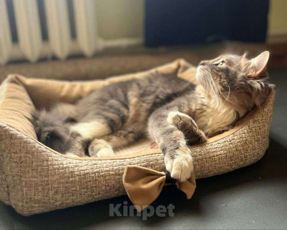 Кошки в Москве: Подарите дом самому ласковому на свете коту! Мальчик, Бесплатно - фото 3