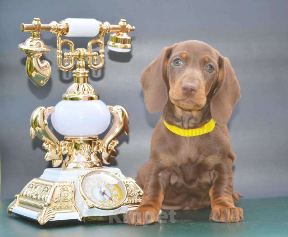 Собаки в Балаково: Щенок таксы стандартной гладкошерстной Девочка, 50 000 руб. - фото 2