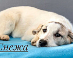 Собаки в Москве: Щенки — метисы лабрадора и бордер-колли в дар, Бесплатно - фото 8