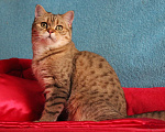 Кошки в Клине: Подрощенный котик Мальчик, 1 руб. - фото 2