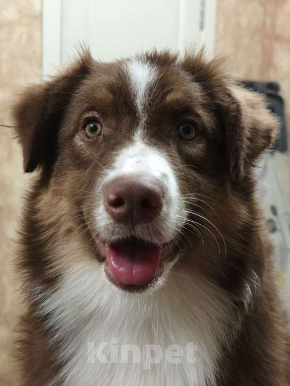 Собаки в Липецке: Австралийская овчарка Девочка, 40 000 руб. - фото 1