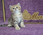 Кошки в Москве: Мраморный страйт Мальчик, 50 000 руб. - фото 5