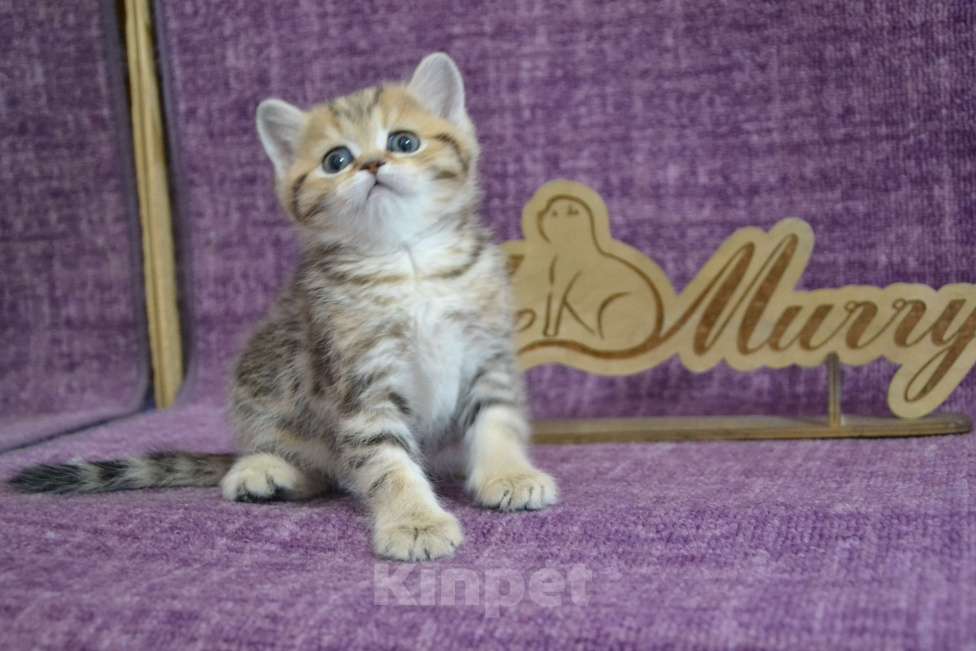 Кошки в Москве: Мраморный страйт Мальчик, 50 000 руб. - фото 5