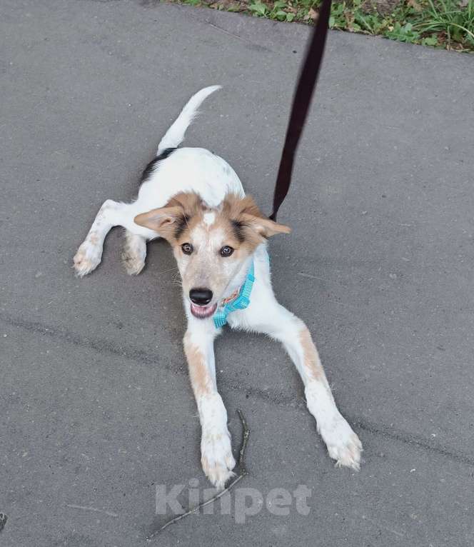 Собаки в Москве: Космический щенок Плутон Мальчик, Бесплатно - фото 8