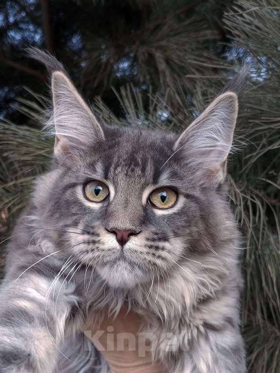 Кошки в Красноярске: Шикарная Анабель Девочка, 20 000 руб. - фото 3