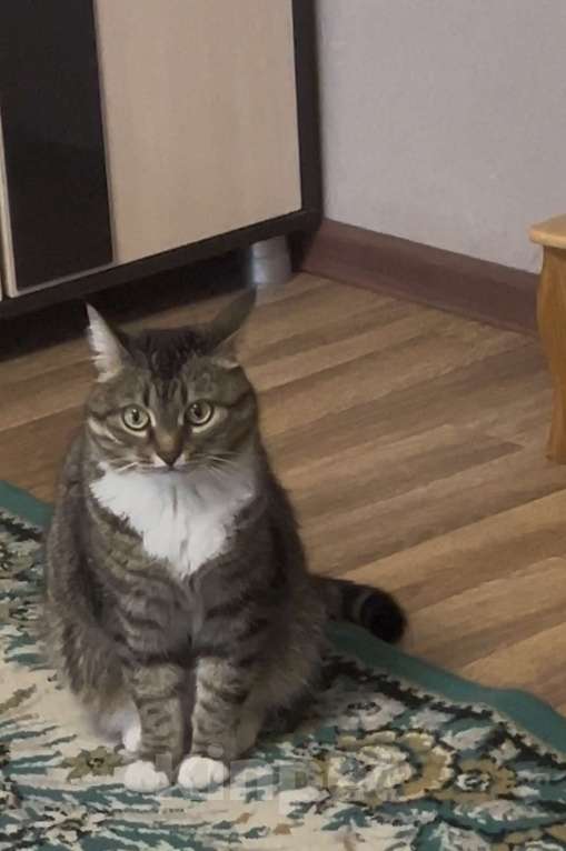 Кошки в Ишимбае: Потерялась кошка Девочка, 1 500 руб. - фото 2