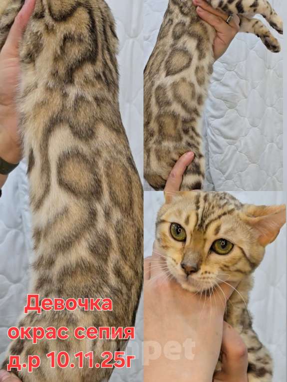 Кошки в Щекино: Бенгальские котята Девочка, 30 000 руб. - фото 2