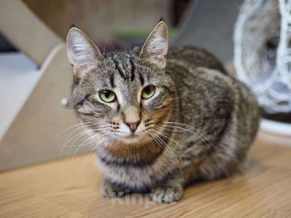 Кошки в Москве: Пружинка мечтает обрести дом! Девочка, Бесплатно - фото 5