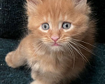 Кошки в Петергофе: Котенок Мейн Кун Мальчик, 20 000 руб. - фото 2