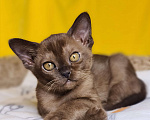Кошки в Ростове-на-Дону: Европейская Бурма котята Девочка, Бесплатно - фото 4