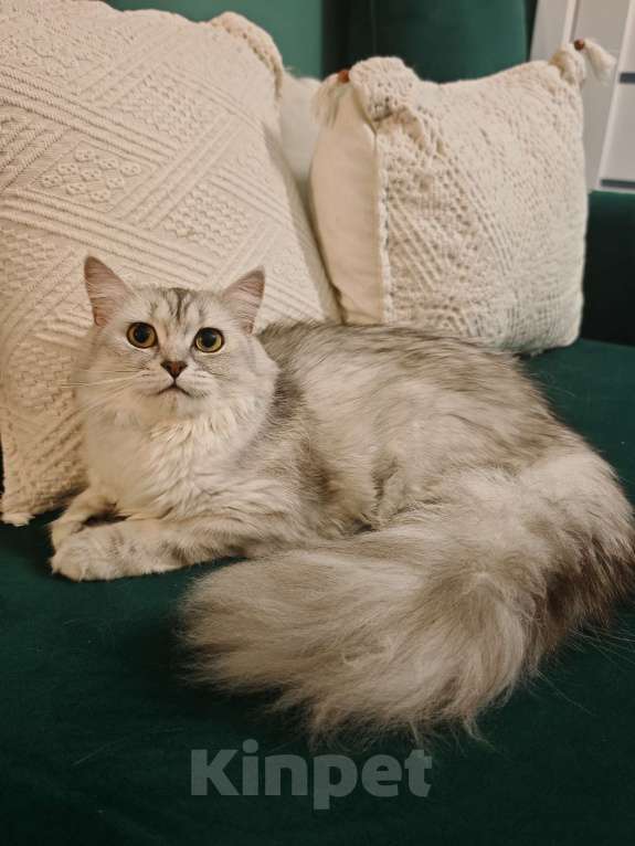 Кошки в Москве: Длинношертсная шотландская кошечка Девочка, 15 000 руб. - фото 5