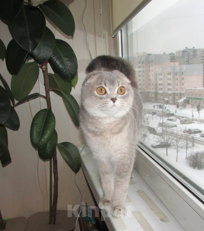 Кошки в Санкт-Петербурге: Шотландская кошечка фолд по цене кастрации Девочка, 10 000 руб. - фото 1