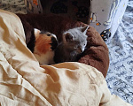 Кошки в Волгодонске: Очень красивая девочка Девочка, Бесплатно - фото 3