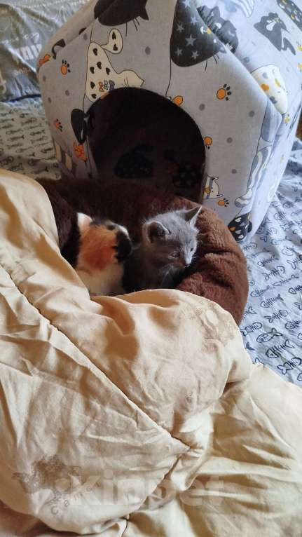 Кошки в Волгодонске: Очень красивая девочка Девочка, Бесплатно - фото 3