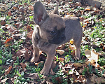 Собаки в других городах Краснодарского края: Щенки французского бульдога  Мальчик, 15 000 руб. - фото 3