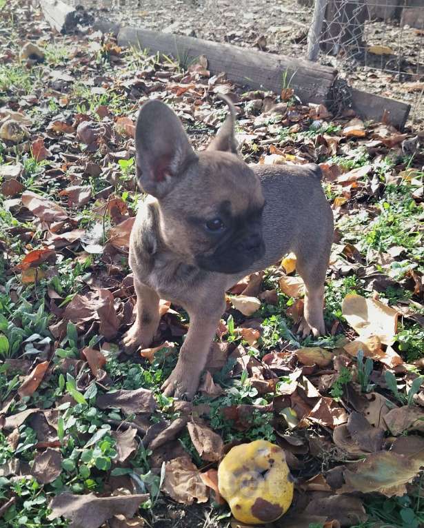 Собаки в других городах Краснодарского края: Щенки французского бульдога  Мальчик, 15 000 руб. - фото 3