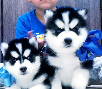 Хаски Щенки Разных окрасов
