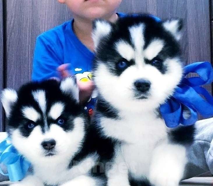 Собаки в Тольятти: Хаски Щенки Разных окрасов Разнополые, Бесплатно - фото 1