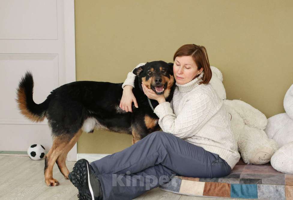 Собаки в Москве: Общительный и ласковый пёс Баграй в добрые руки Мальчик, Бесплатно - фото 1