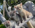 Кошки в Санкт-Петербурге: Продаю котят Девочка, 2 000 руб. - фото 3