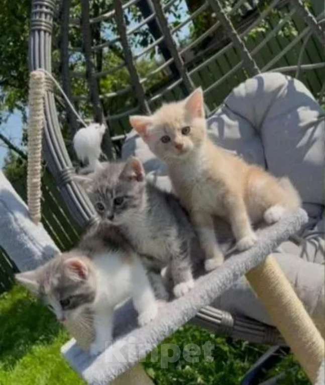 Кошки в Санкт-Петербурге: Продаю котят Девочка, 2 000 руб. - фото 3