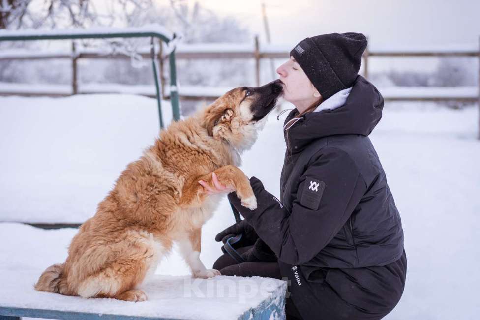 Собаки в Москве: Небольшая собачка чуть ниже колена. Девочка, Бесплатно - фото 9