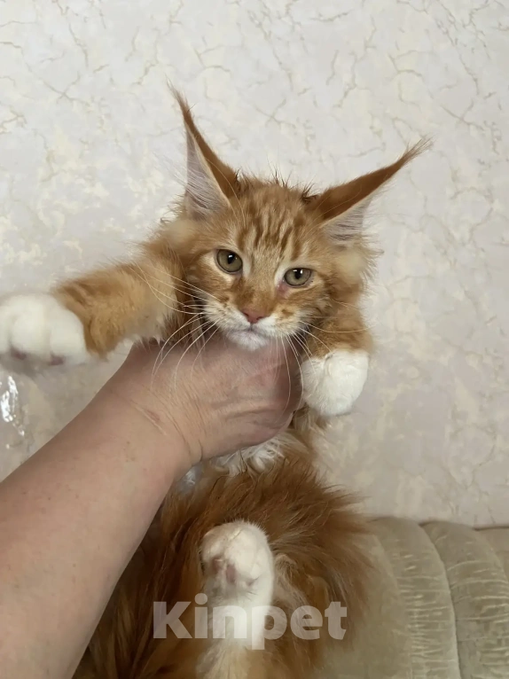 Кошки в Павловском Посаде: Мейкунята Девочка, 25 000 руб. - фото 2