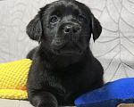 Собаки в других городах Московской области: Черный щенок лабрадора Девочка, 80 000 руб. - фото 2