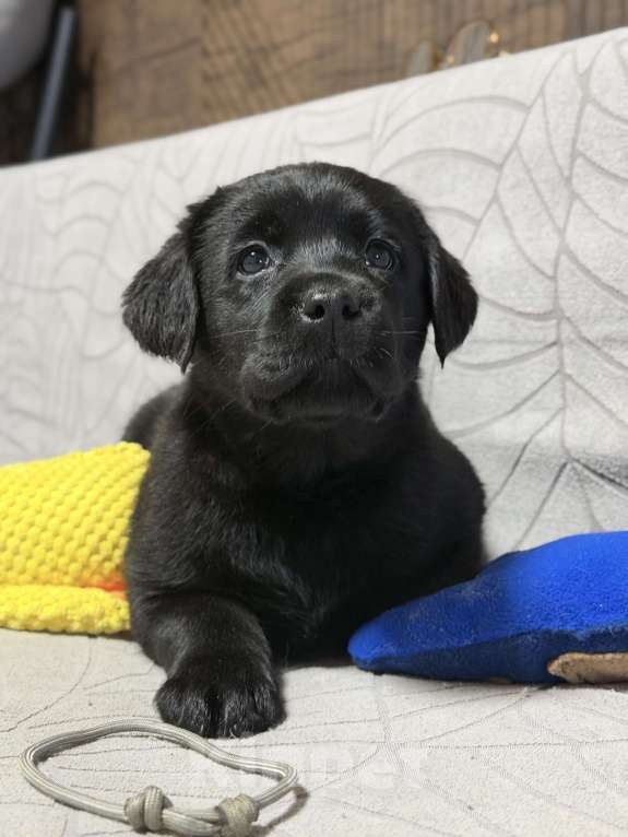 Собаки в других городах Московской области: Черный щенок лабрадора Девочка, 80 000 руб. - фото 2