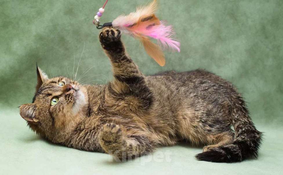 Кошки в Москве: Симона ищет хозяина ❤️‍🩹 Девочка, Бесплатно - фото 4